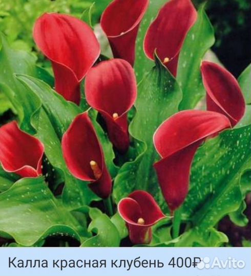 Каллы сортовые клубни