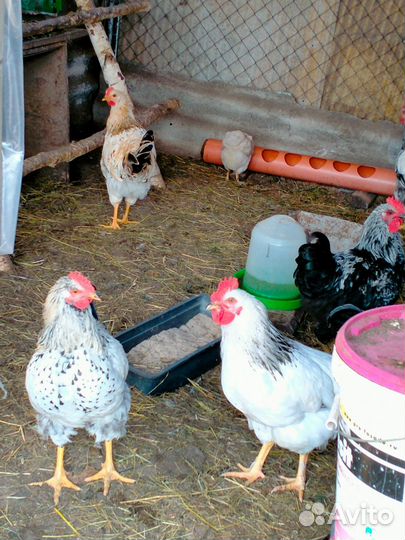 Куры молодки несушки