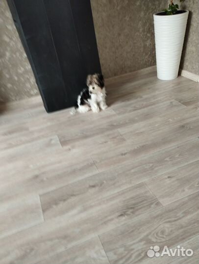 Мальчик, ищет девочку, мини бивер