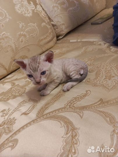 Котята Сфинкс браш