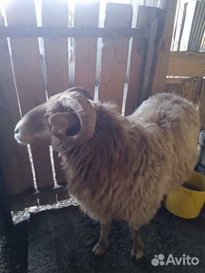 Баран и овцы