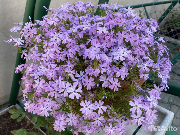 Флокс шиловидный