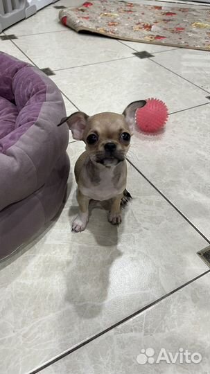 Чихуахуа девочки