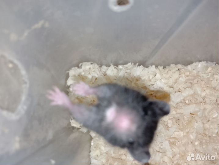 Хомяки чёрные сирийские