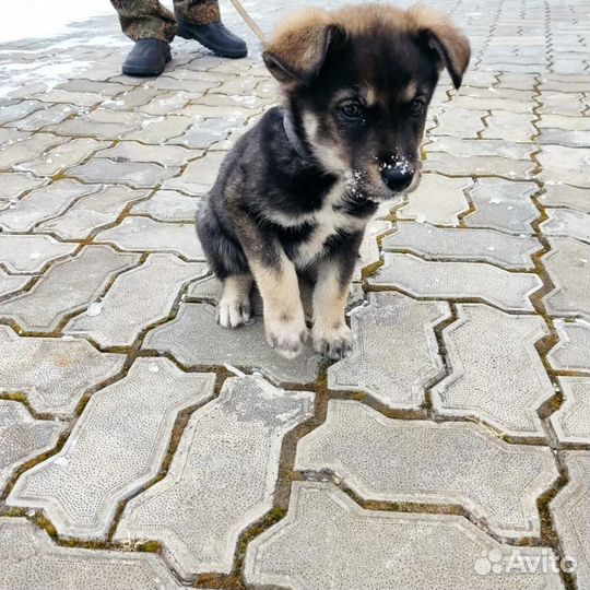 Щенок ищет дом