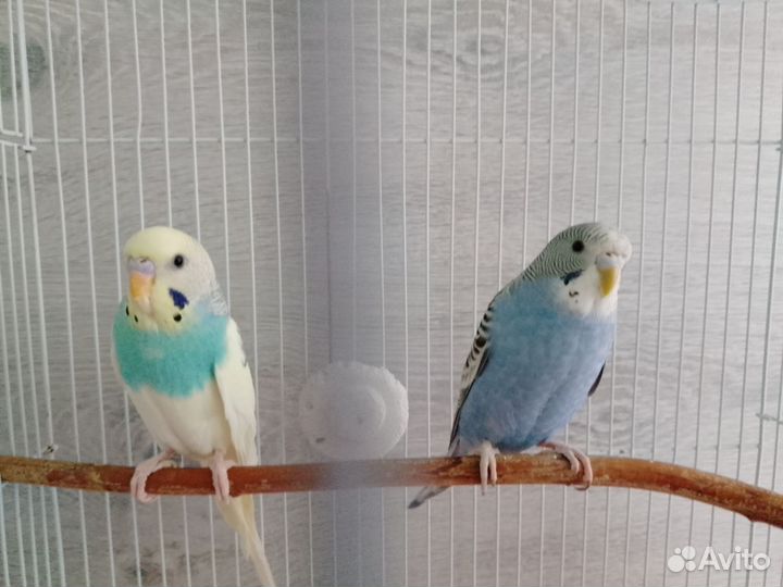 Волнистый попугай