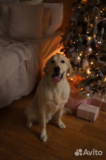 Голден ретривер на фотосессию/съемки