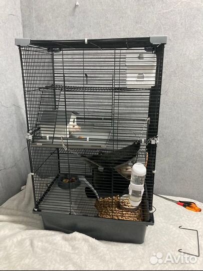 Крыса дамбо с клеткой