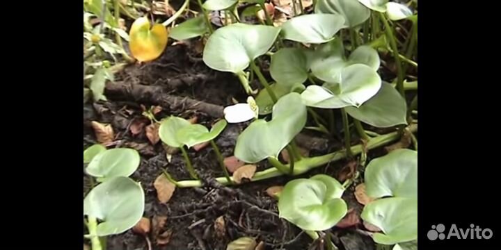 Белокрыльник (калла болотная)