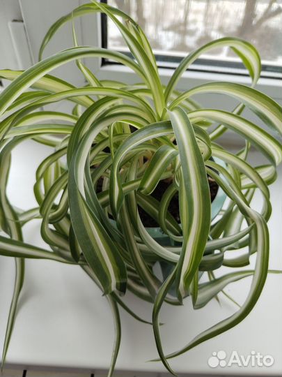 Комнатные растения