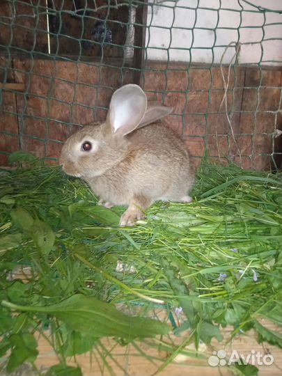 Кролики мясных пород