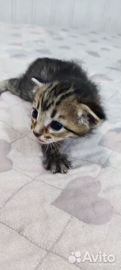 Отдам в добрые руки котят