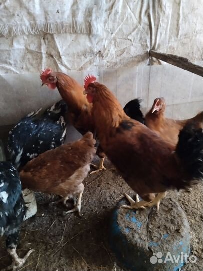Продам петушков