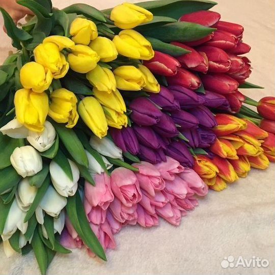 Тюльпаны к 8 марта розница/мелкий опт