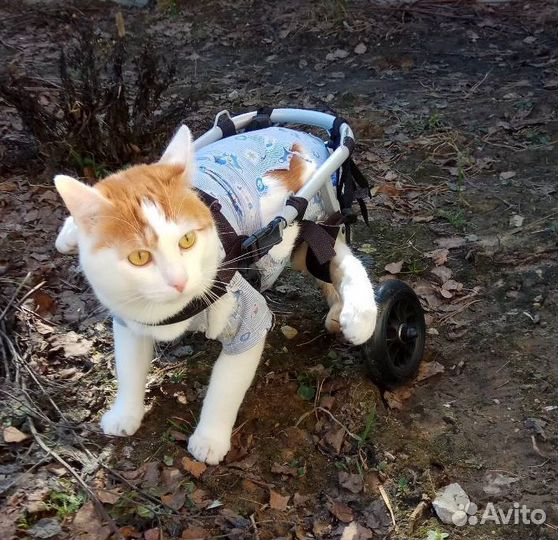Инвалидная коляска для животных