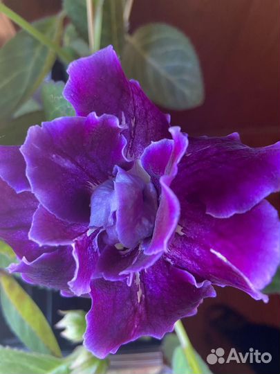 Глоксиния Тидея