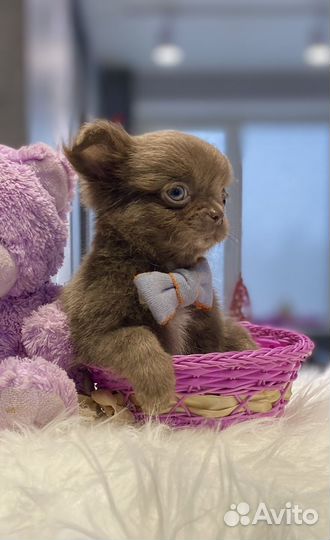 Лиловый малыш чихуахуа Бакс