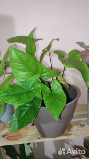 Сциндапсус, Сингониум, Сансевиэрия сортовая