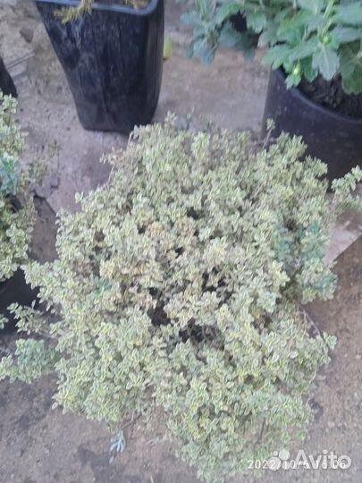 Тимьян, Чабрец