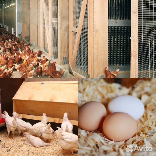 Несушки подрощенные