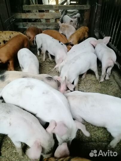 Поросята