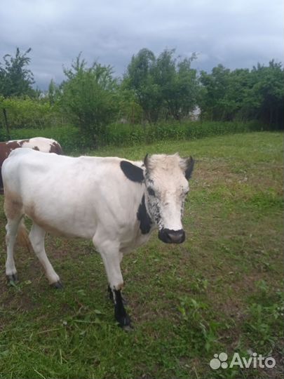 Корова телка