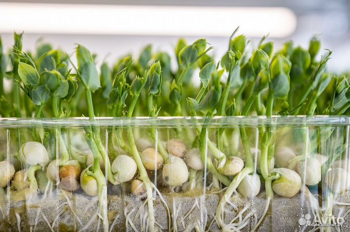 Семена для микрозелени