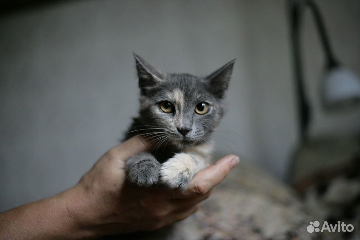 Три трёхцветных котёнка