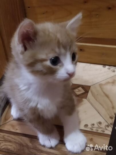 Котенок мальчик (Любимка)в добрые ручки