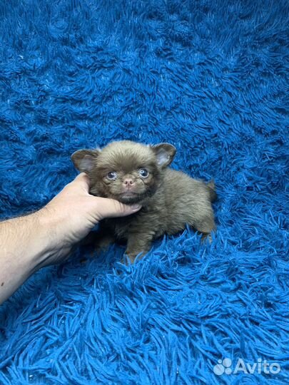 Мини мальчик чихуахуа