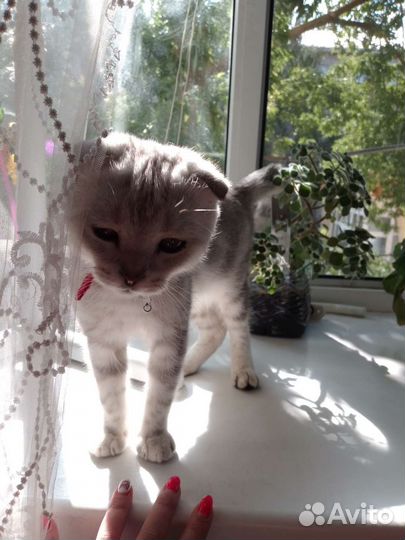 Шотландские вислоухие котята мраморные