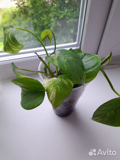 Комнатные растения