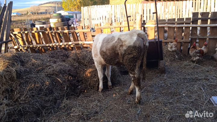 Продам телку