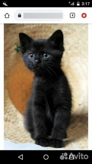 Чёрный котёнок мальчик