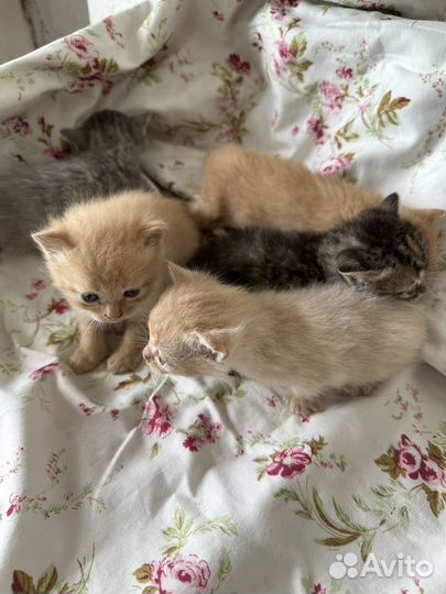 Котята в добрые руки даром