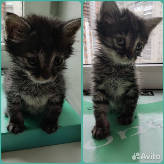 Милые котята
