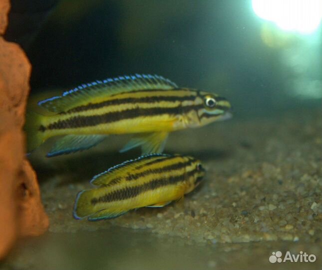 Африканские цихлиды из Волгограда
