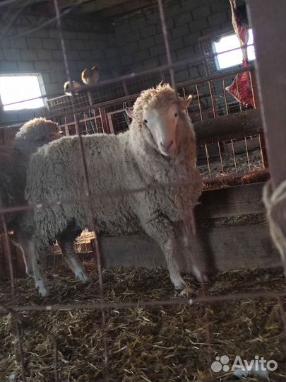 Северокавказские мериносы,Бараны