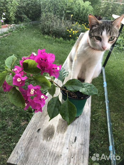 Бугенвиллия цветущая