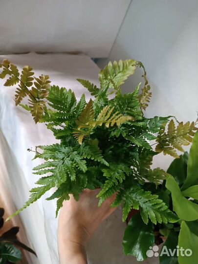 Папоротники в ассортименте