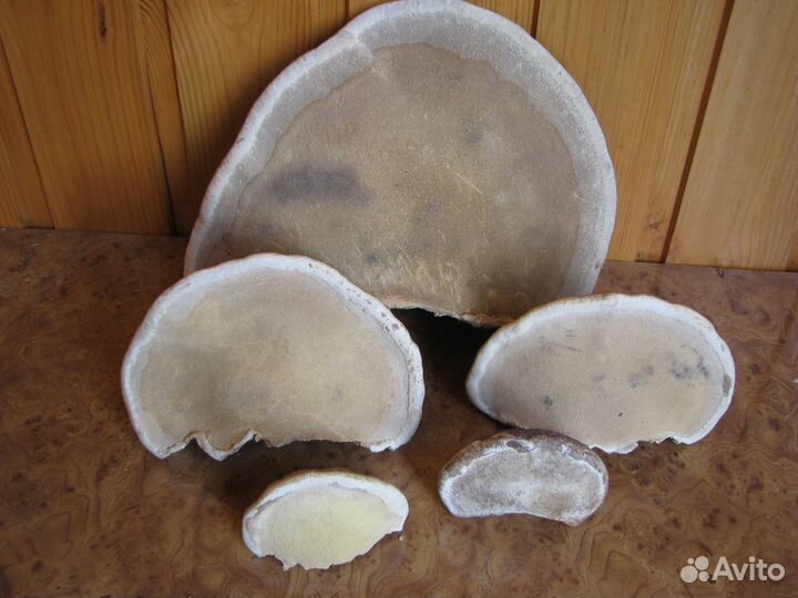 Трутовик окаймленный