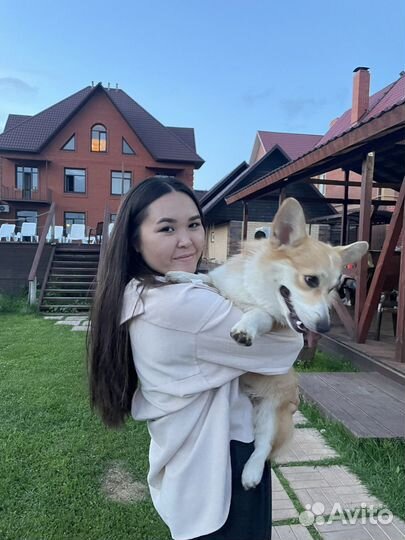 Передержка собак, кошек