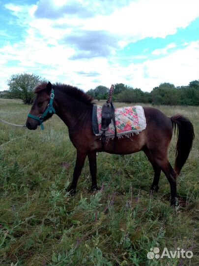 Орлик - пони