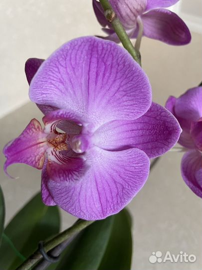 Орхидея фаленопсис