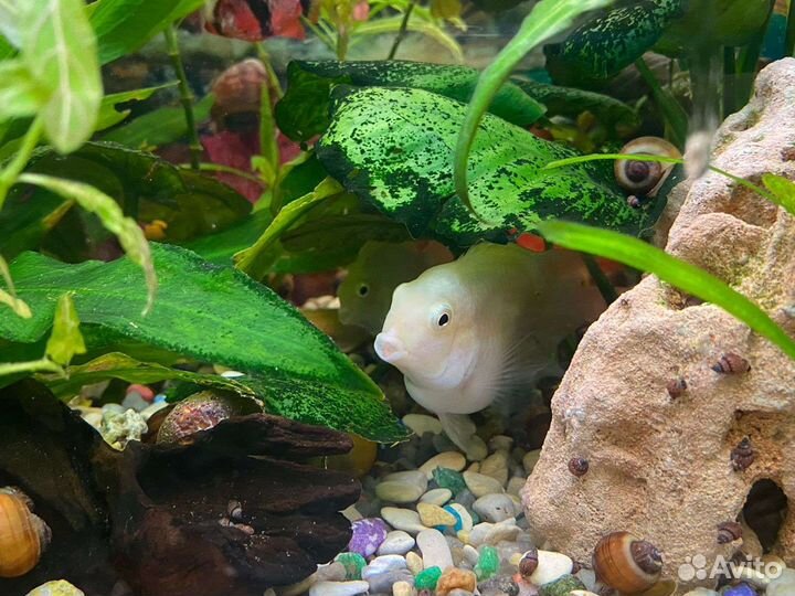 Аквариумные рыбки