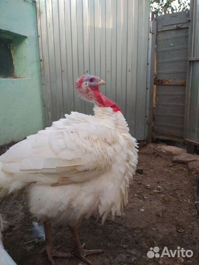 Мясо птицы домашней. Яйцо куриное/перепелиное