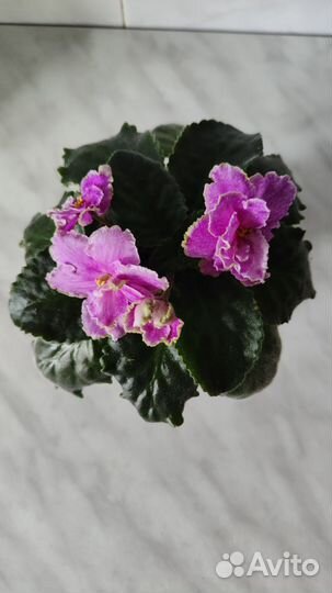 Сортовые фиалки