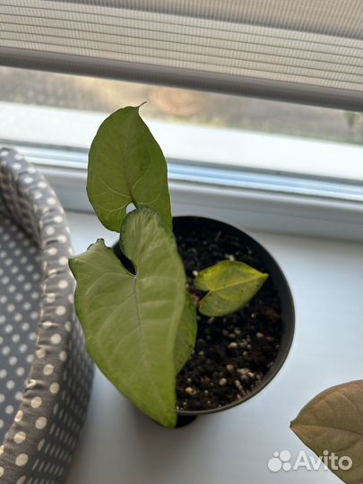 Сингониумы