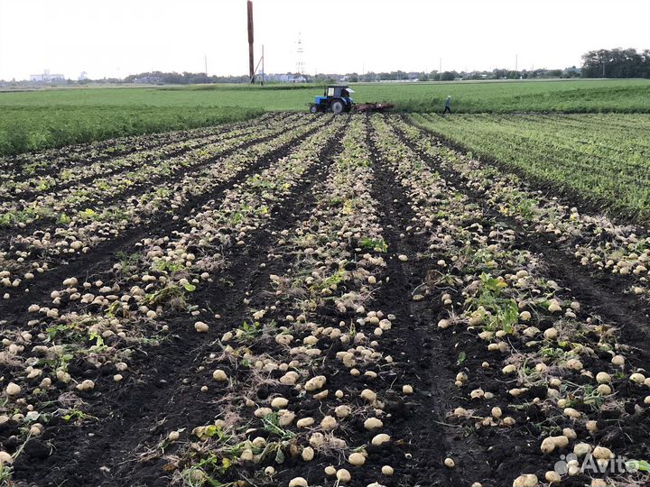 Картофель молодой 2024/1 от Производителя