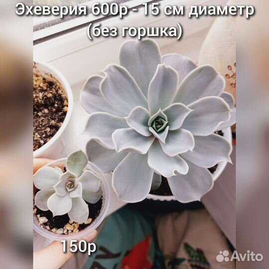 Комнатные цветы, суккулент отростки